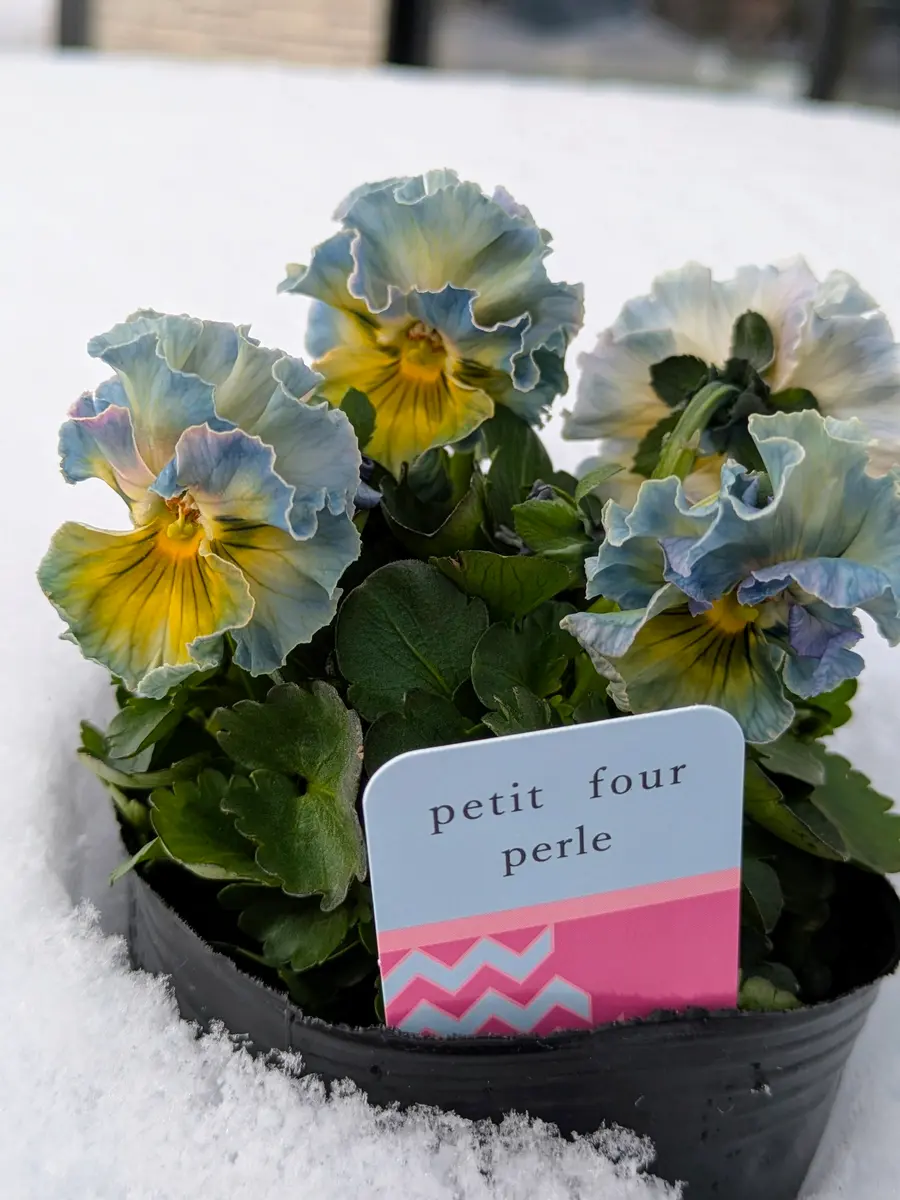 プティフール ペルル ハルグリン petit four ビオラ プティフール