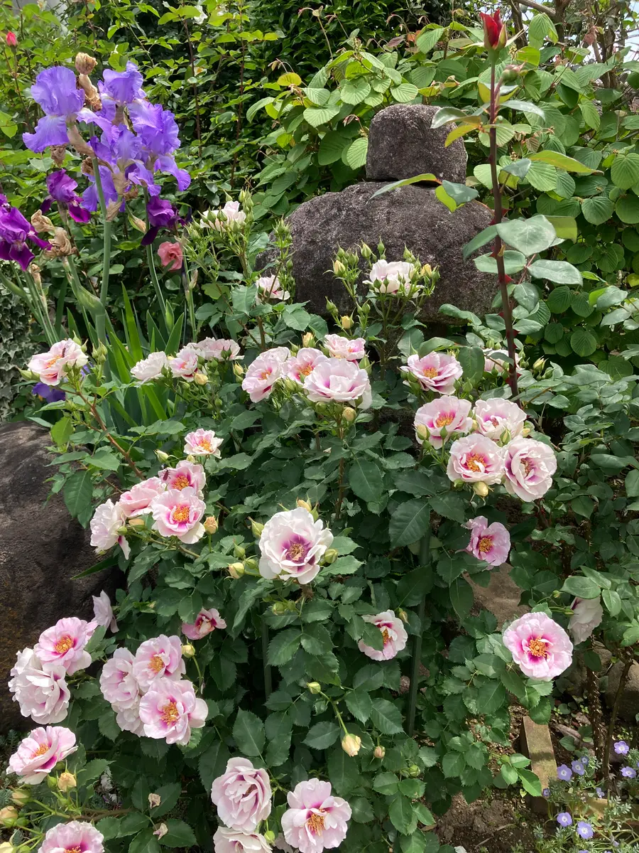 ジャーマンアイリスとアイズフォーユー「癒しの薔薇'23」のアルバム