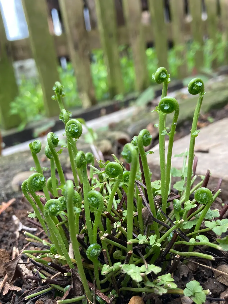 シダの新芽が出て来ていました「山野草の虜'23」のアルバム-みんなの