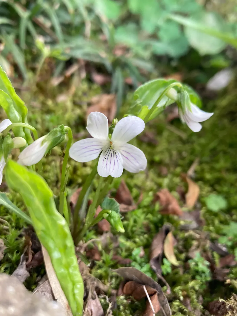 かわいいスミレあちこちで咲いてますが「山野草の虜'23」のアルバム