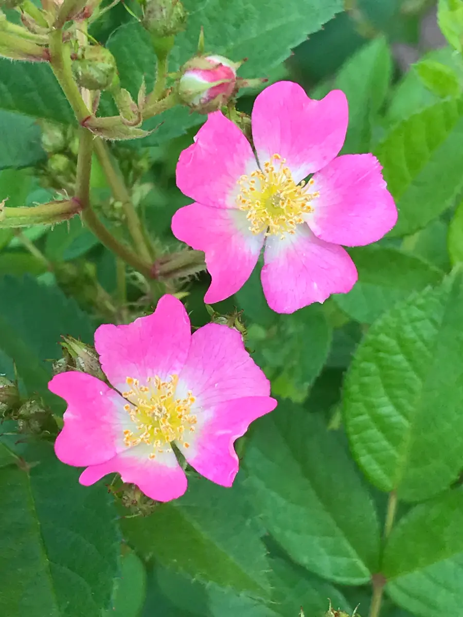 今年最初の薔薇はちっちゃいバラフロキ「2023年 年男の園芸ライフ