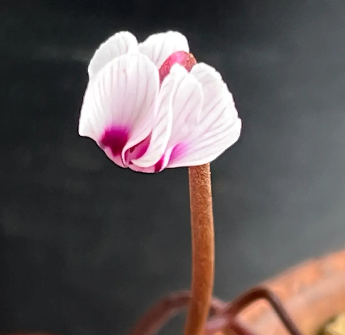 コウム ポーセリンの花「原種シクラメン2023初春」のアルバム-みんなの
