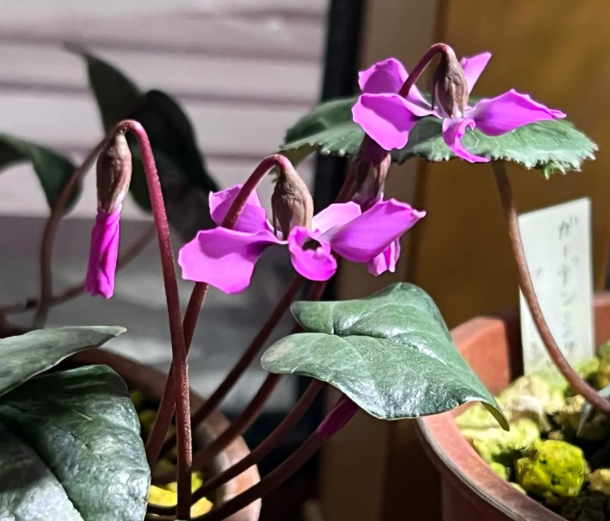 原種シクラメン コウム タイルバーン「原種シクラメン2023初春」の