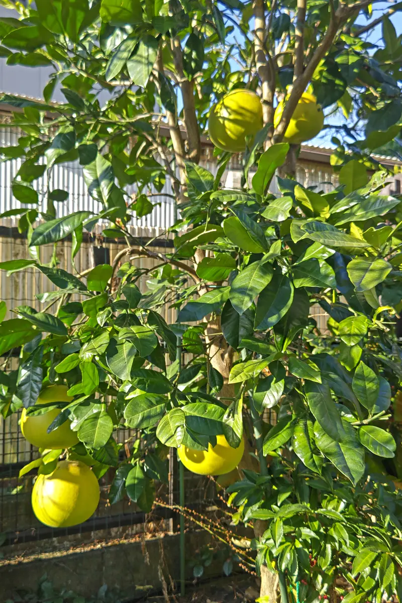 チャンドラポメロ🍊「小さな庭の花達🍀」のアルバム-みんなの趣味の