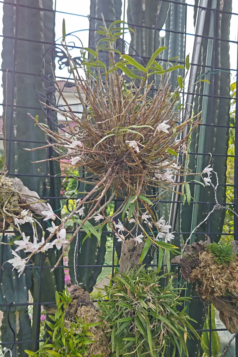 セッコクの写真-みんなの趣味の園芸2632800