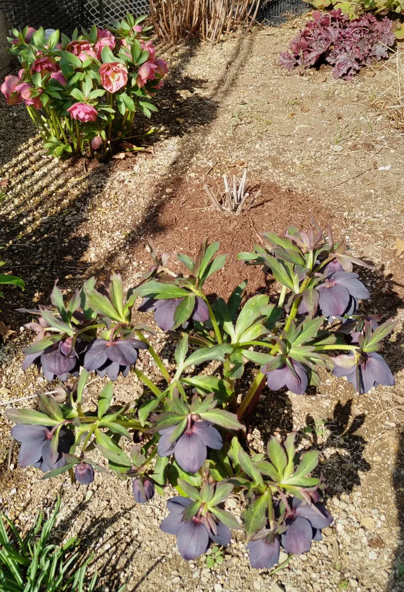 先日投稿した地植えのブラックスワンと「クリスマスローズ～2023