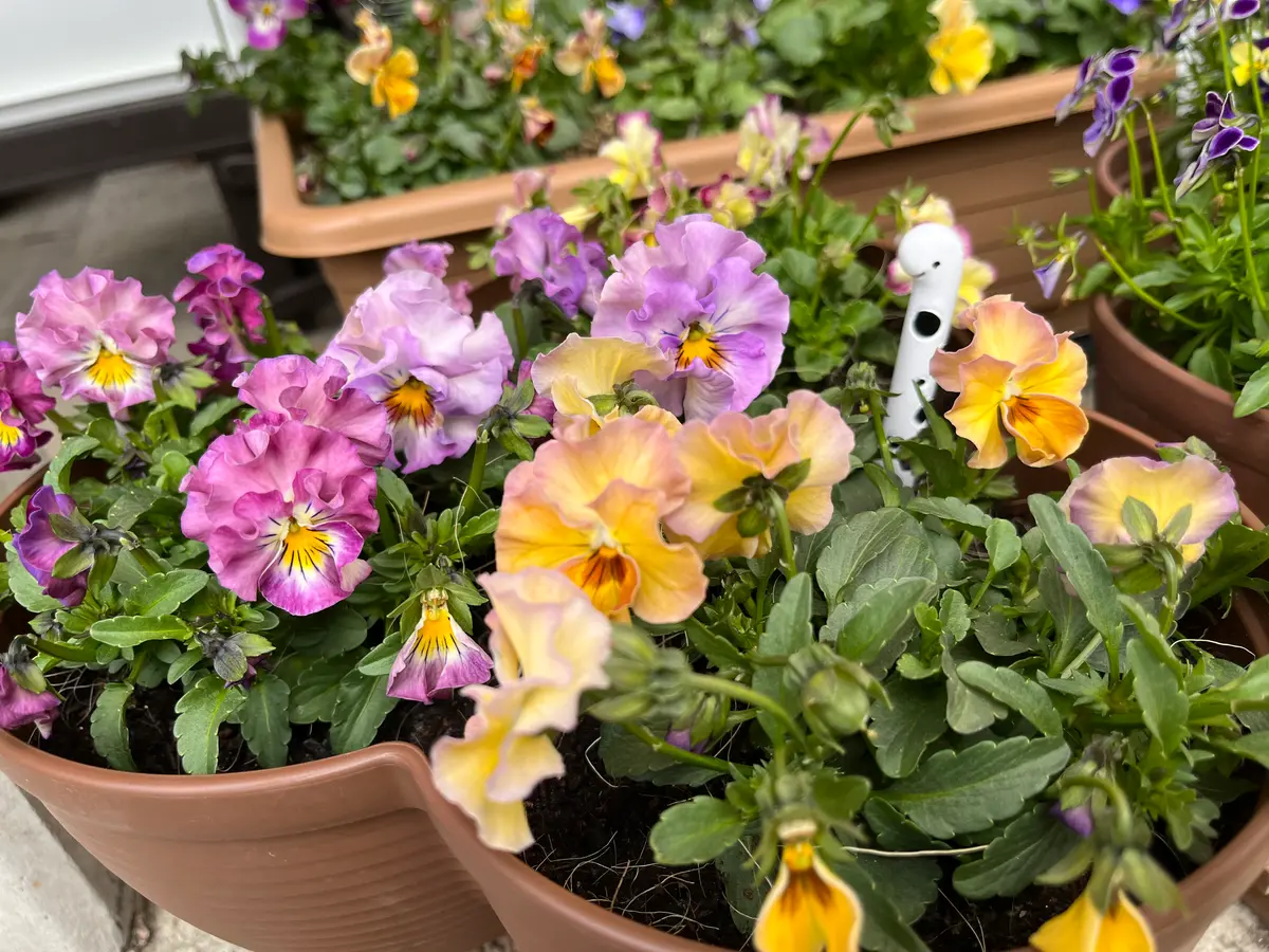 フリルビオラたちの寄せ植え。ノーブラ「パンジー・ビオラ」の