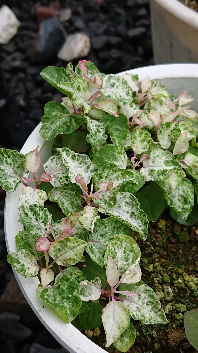 斑入りのジュズサンゴ🌱こぼれ種でどん「2023年わが家の可愛いお花
