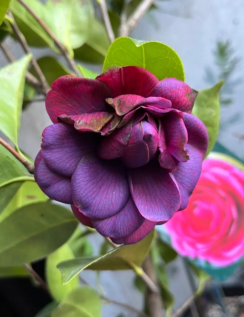 ブラックレースが開花。本来の暗紅色の「ツバキ」のアルバム