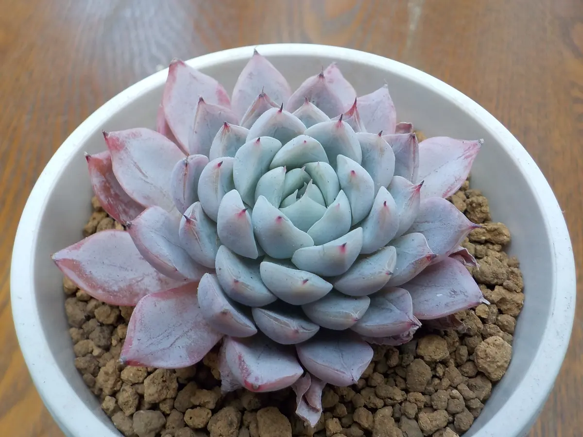 ホワイトザラゴーサ「令和五年 エケベリア」のアルバム-みんなの趣味の