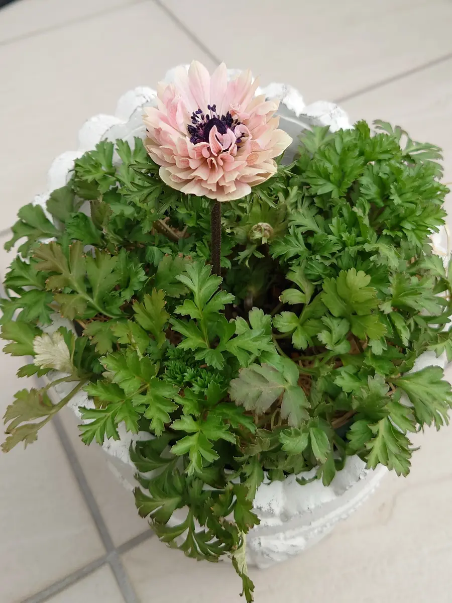 アネモネ 八重クラシカルピンクお迎「アネモネ」のアルバム