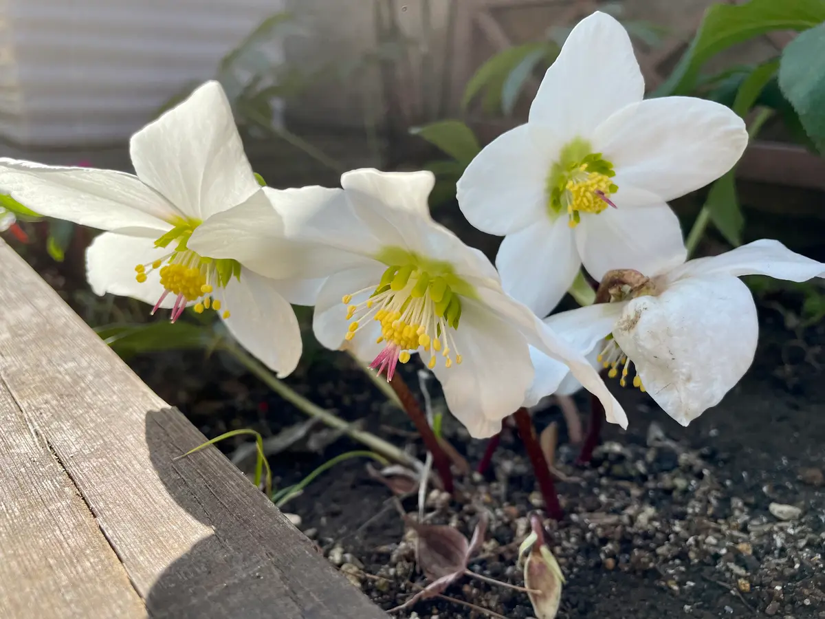 クリスマスローズ」のアルバム-みんなの趣味の園芸1841813