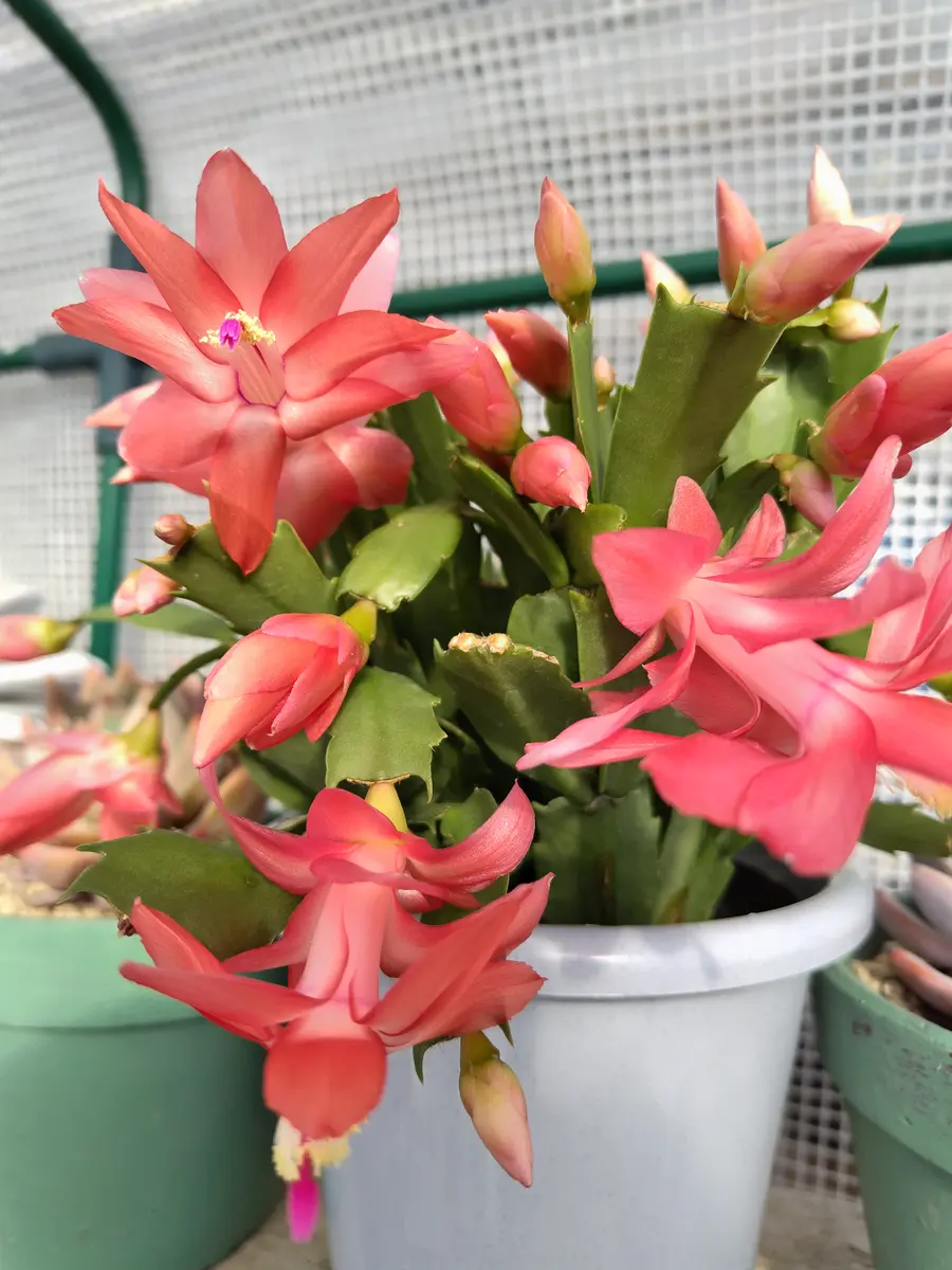 【*&*&*様確認用】デンマークカクタス　AN057＋AN100＋雅 接木 デンマークカクタス フリーダ「令和五年～多肉・サボテン」のアルバム