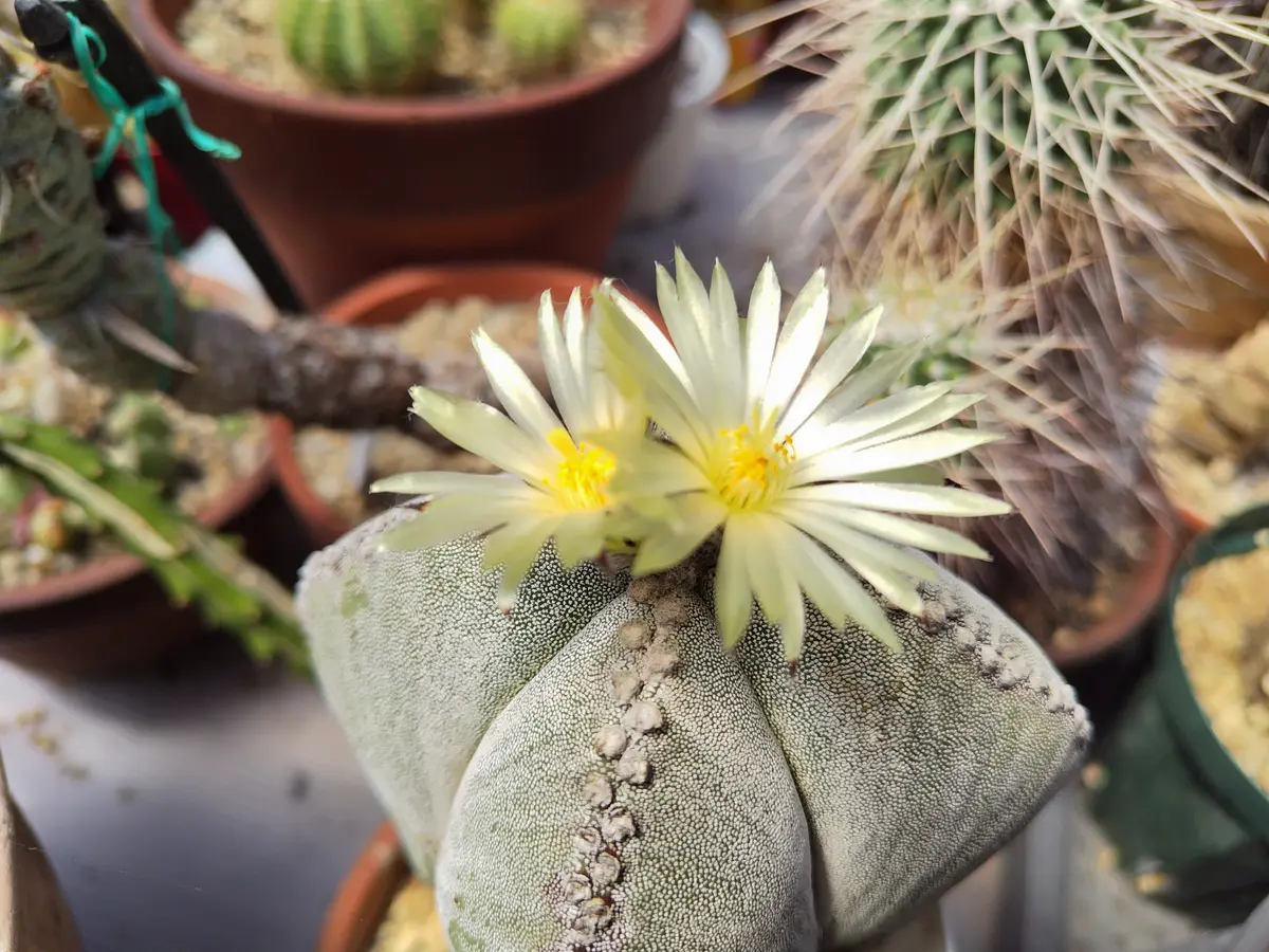 四角ランポー玉「令和五年～多肉・サボテン」のアルバム-みんなの趣味