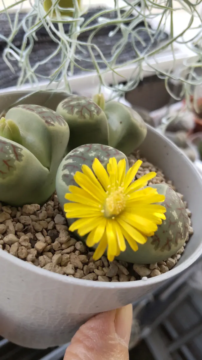 リトープスの花この緑色のコはたぶんう「多肉植物2023」のアルバム