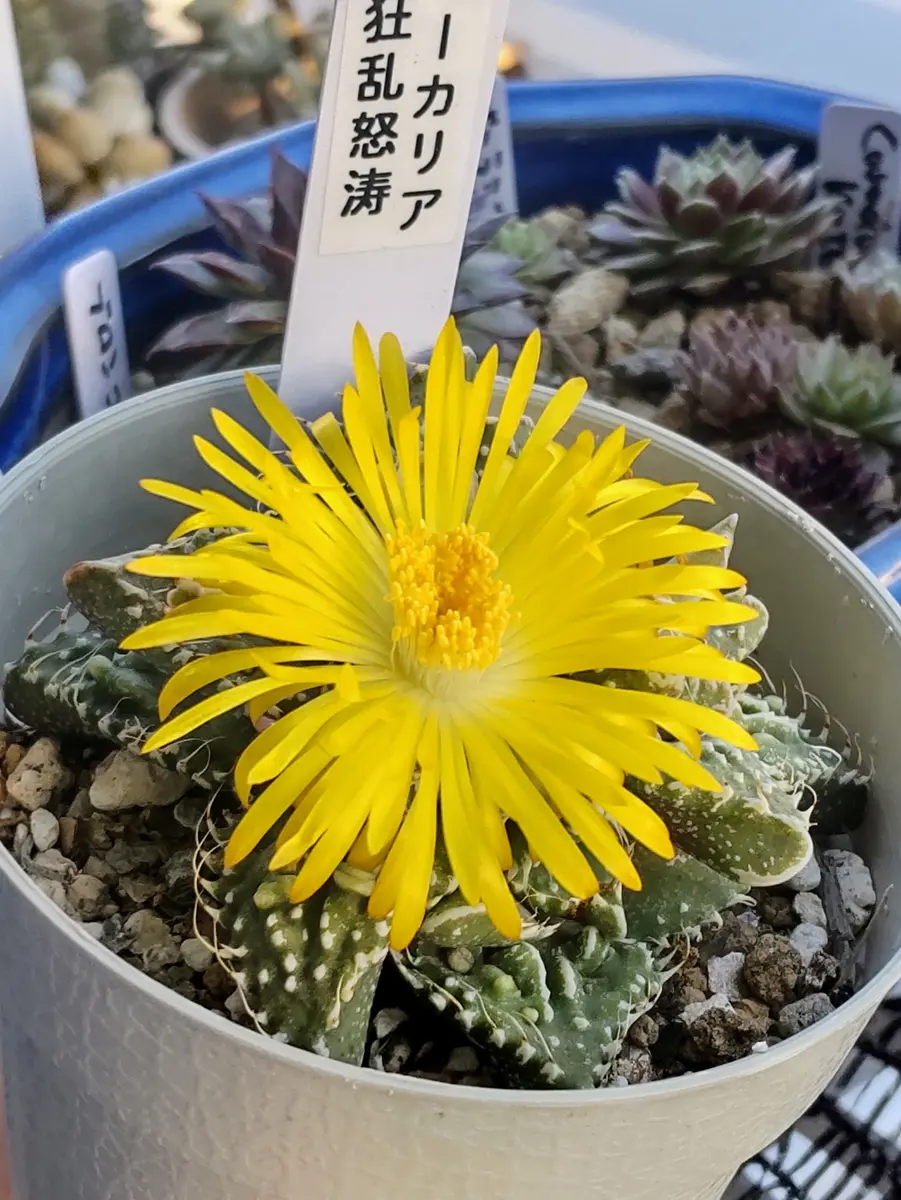 多肉植物 フォーカリア 怒涛の華 フォーカリア属 怒涛(実生苗)inわけけのお店（紅怒涛実生選抜苗