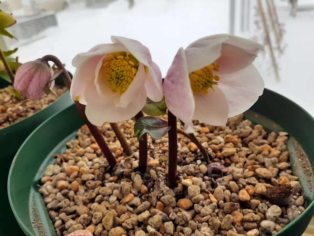 クリスマスローズ ピンクニゲルさらに「クリスマスローズ❇️」の