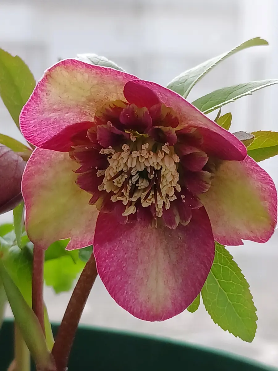 🌿クリスマスローズ大木ナーサリーさん「クリスマスローズ❇️」の