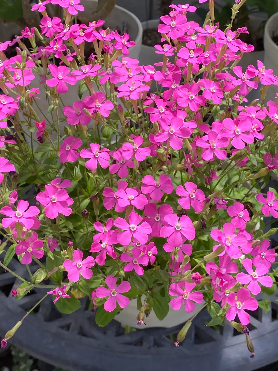 シレネ ピンクパンサー 可愛い花が「我が家の花たち 2023」の