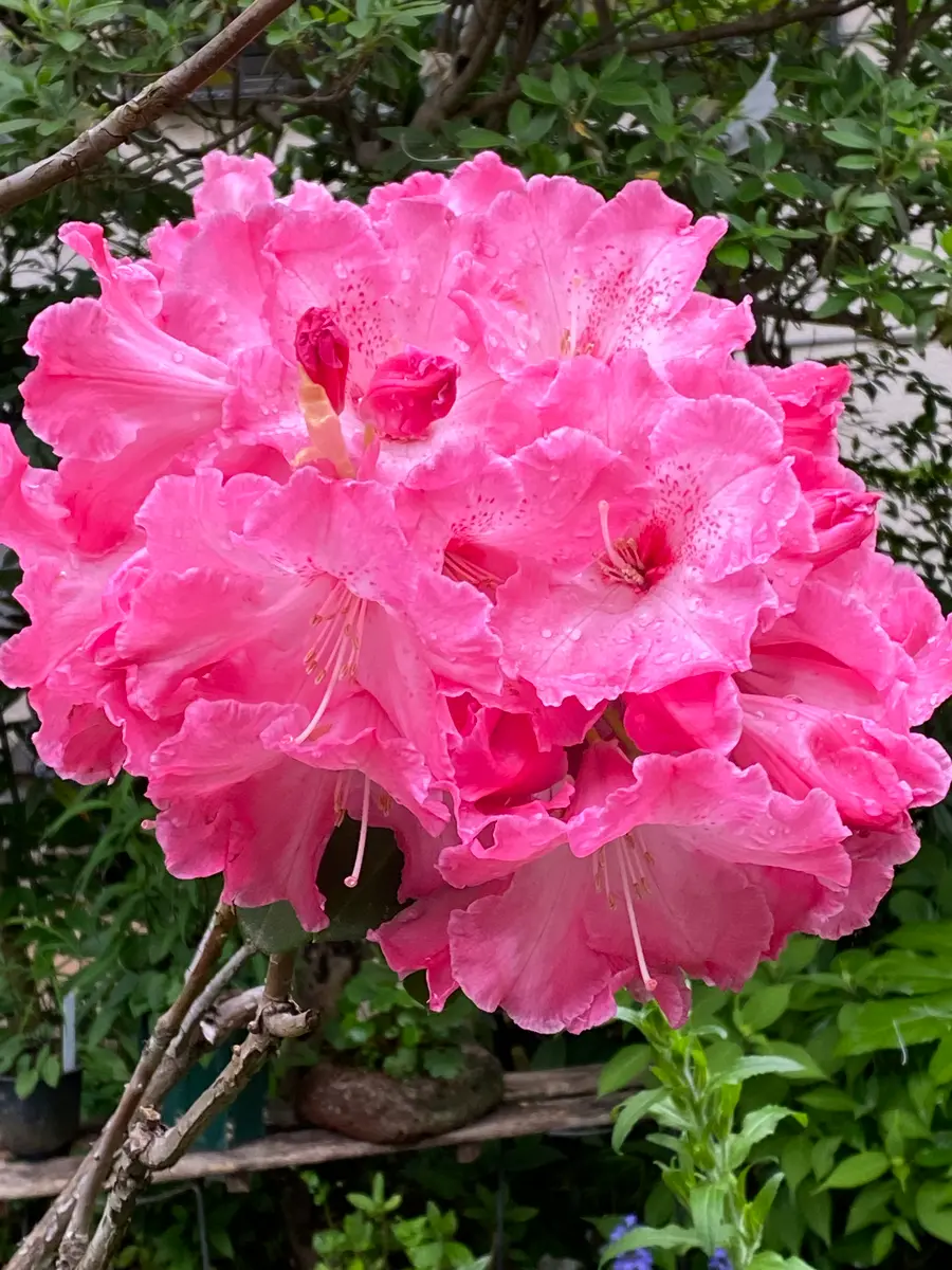 石楠花大きな花のかたまり 30㎝あ「我が家の花たち 2023」の