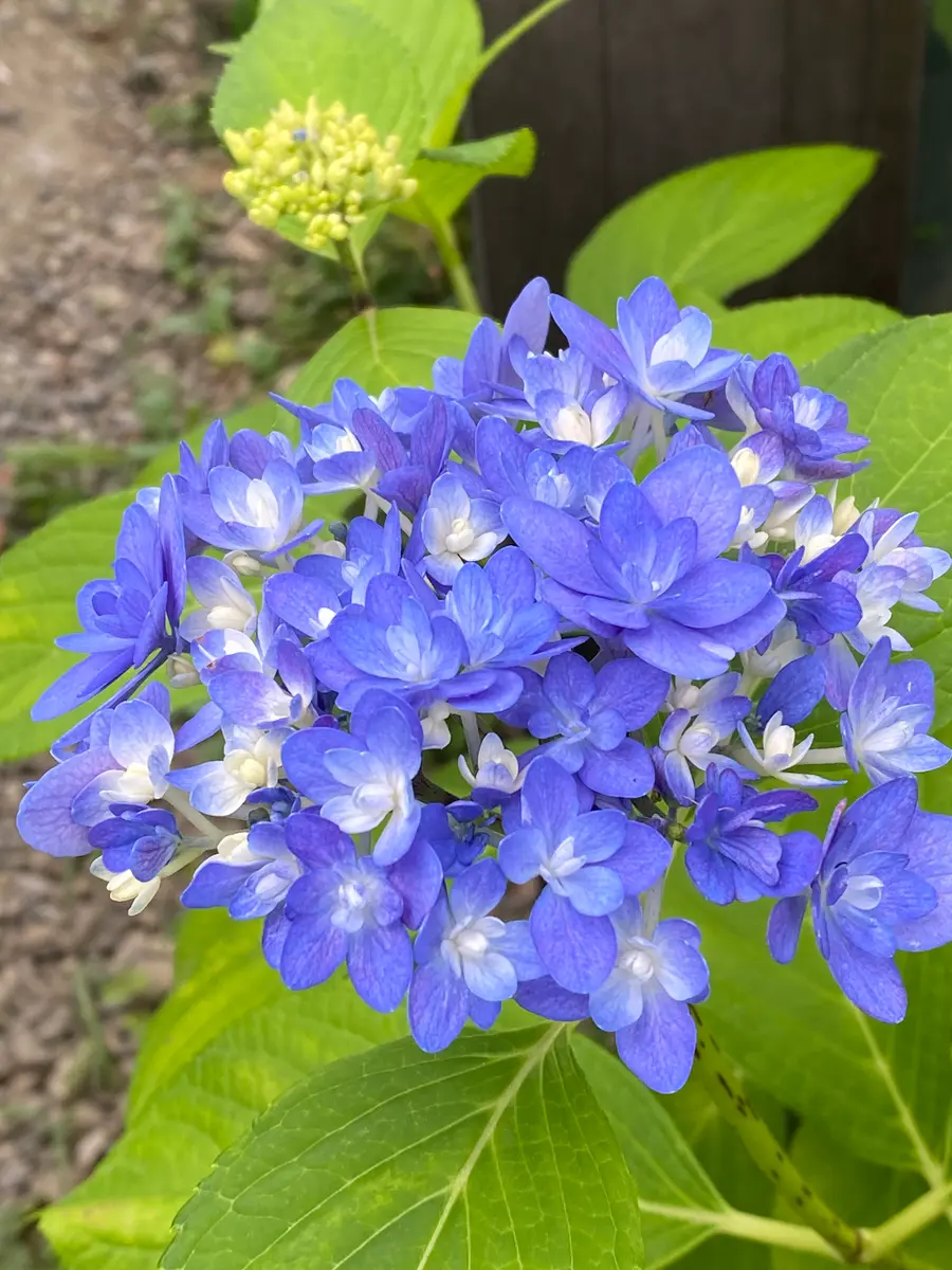 紫陽花 ごきげんよう！保険で挿し木「我が家の花たち 2023