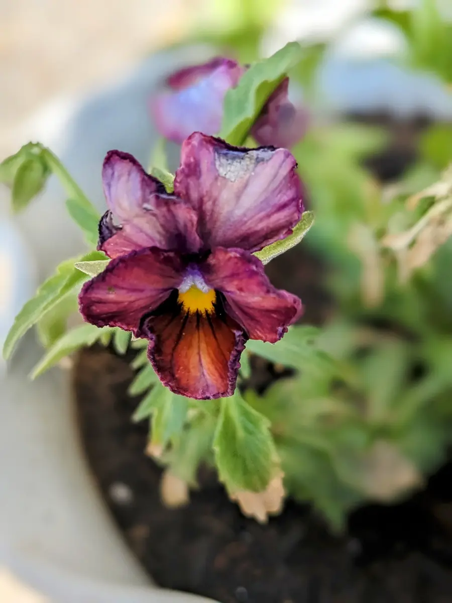 魅惑の赤不格好ながらも花をいくつも咲「ヌーヴェルヴァーグ