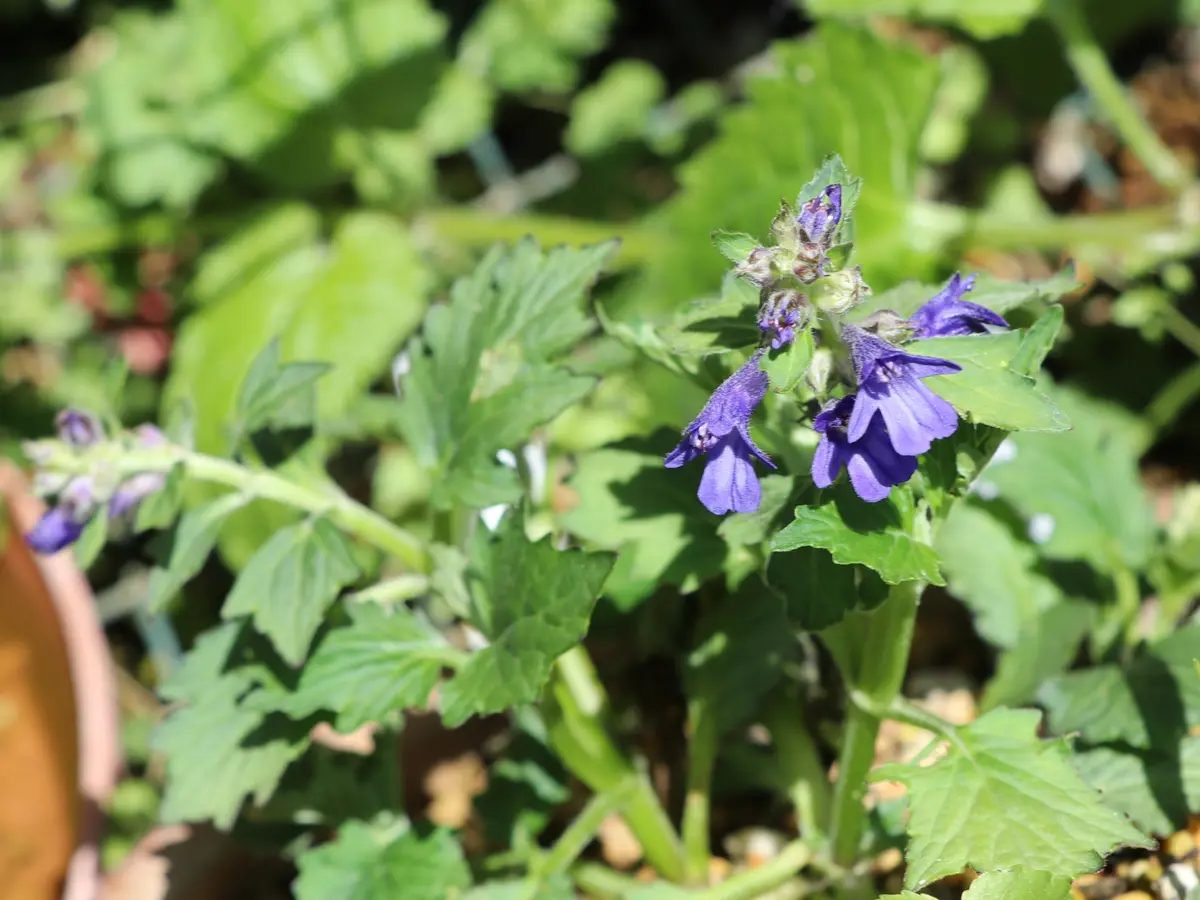 ヒイラギソウ。濃い紫色の花が開花しま「2023年の山野草」の