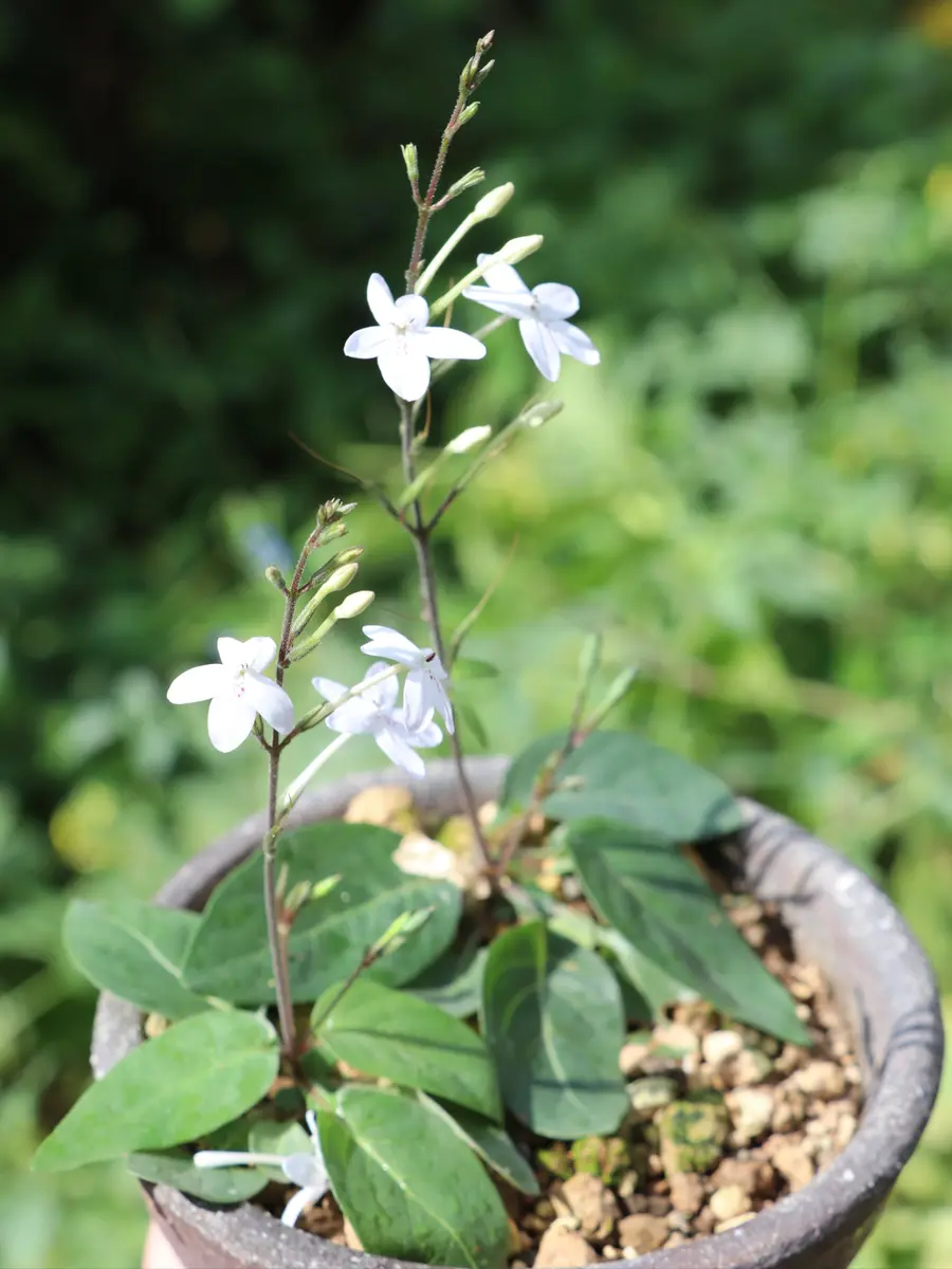 山野草　カリアンテマム　ファレリ 　大株D 山野草 カリアンテマム ファレリ 大株D