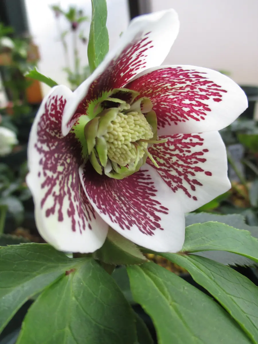 2/20 ホワイト・セミダブル・ブロッチ「2023 クリスマスローズ」の