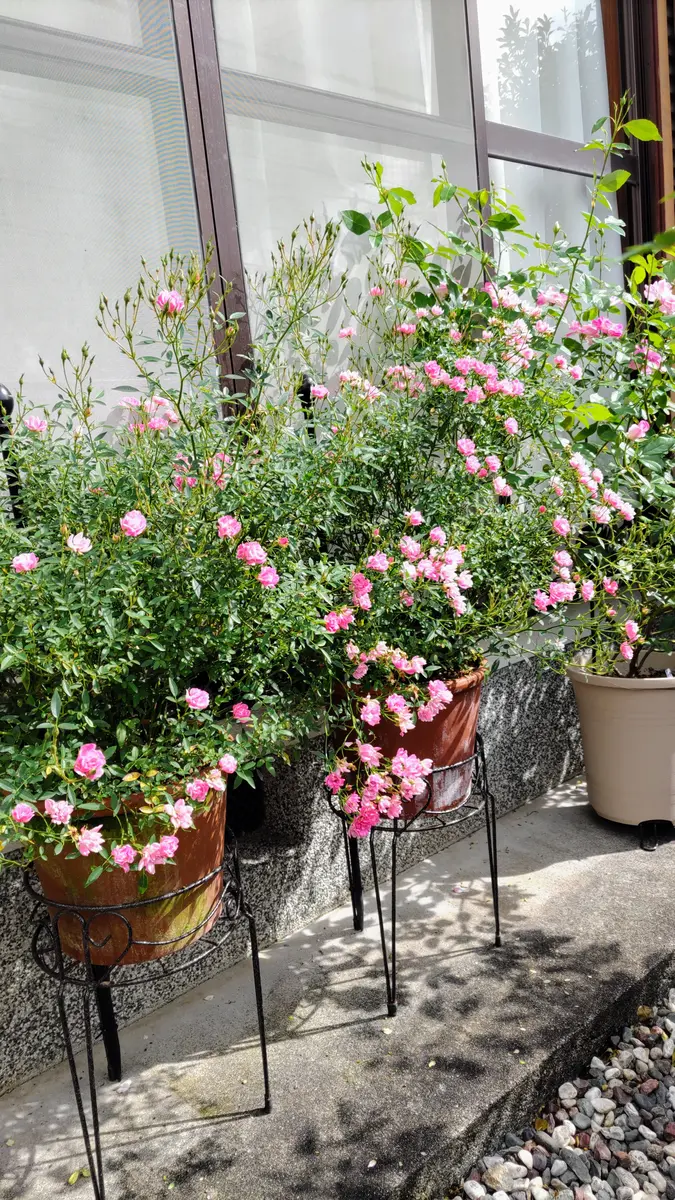 バラ（ミニバラ）の写真-みんなの趣味の園芸2060782