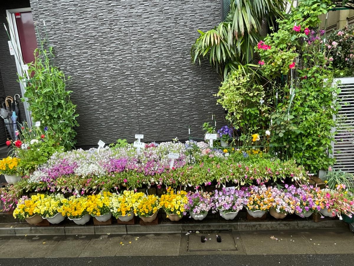 3月25日雨に濡れた花壇花はみんなお辞「私の花壇」のアルバム