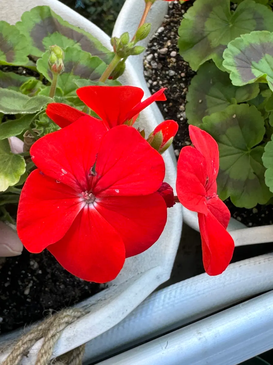 赤いゼラニウム「私の花壇」のアルバム-みんなの趣味の園芸2078531