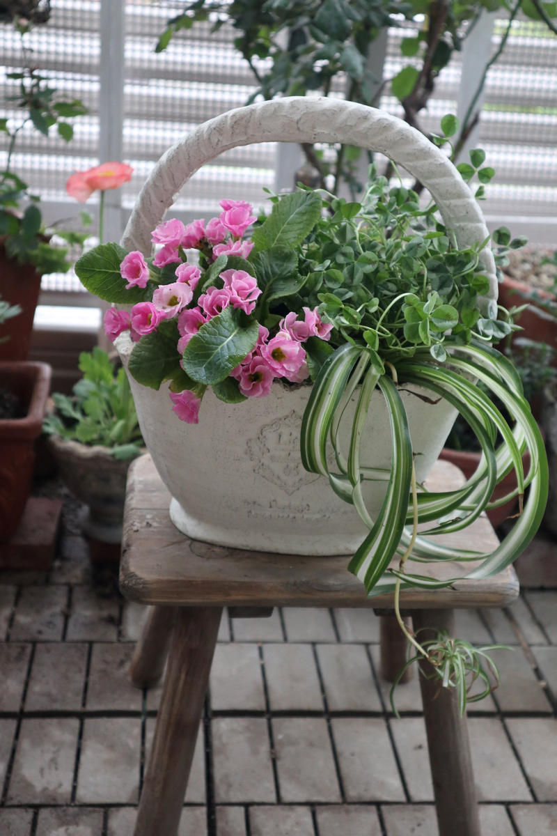 寄せ植えを作ってみました。オリズルラ植物と暮らす私の日々 寄せ