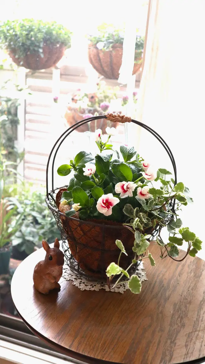 ケヤキ　　（寄せ植え)　撮影日2023,10,26日（15～20枚目) 寄せ植えを作ってみました。みき、ヘデ「植物と暮らす私の日々 寄せ