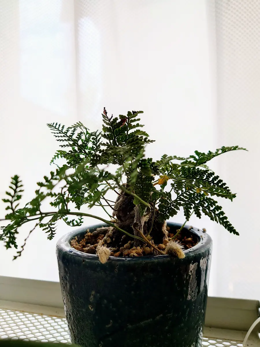 シノブ、トキワシノブの写真-みんなの趣味の園芸1961668