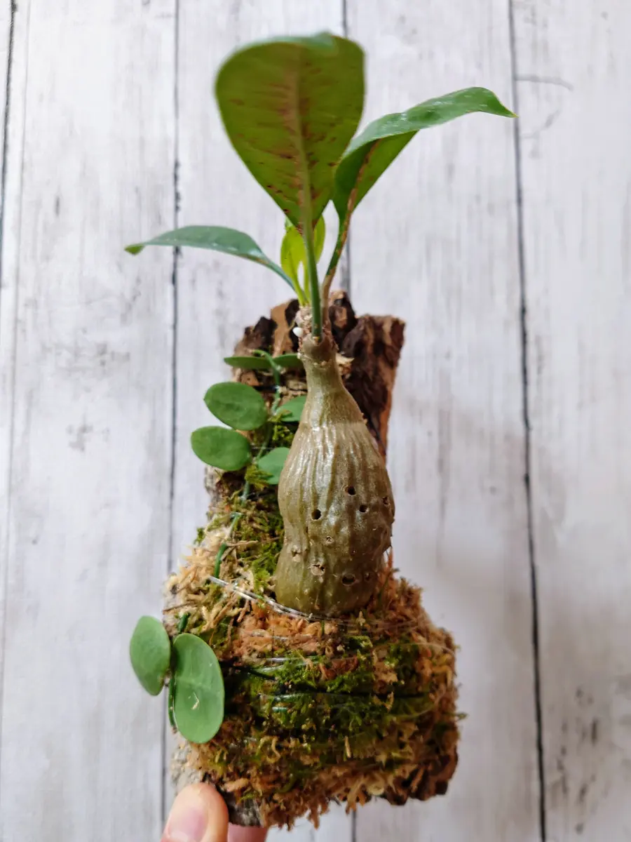 新居を構えたミルメコディア・ツベロー「観葉植物」のアルバム