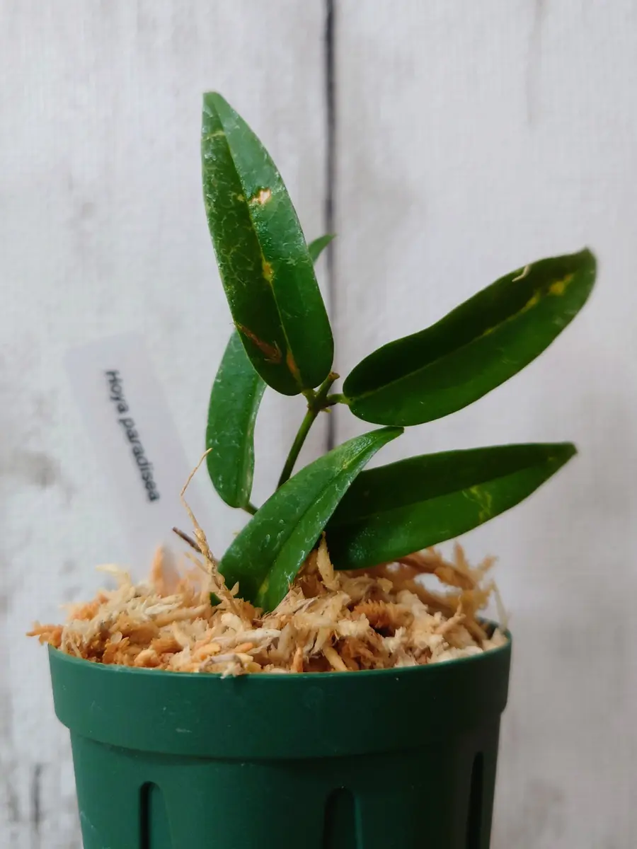 週末セール極めて希少種ホヤ　パラディセア　hoya paradisea ⑥ 週末セール極めて希少種ホヤ パラディセア hoya paradisea ⑥