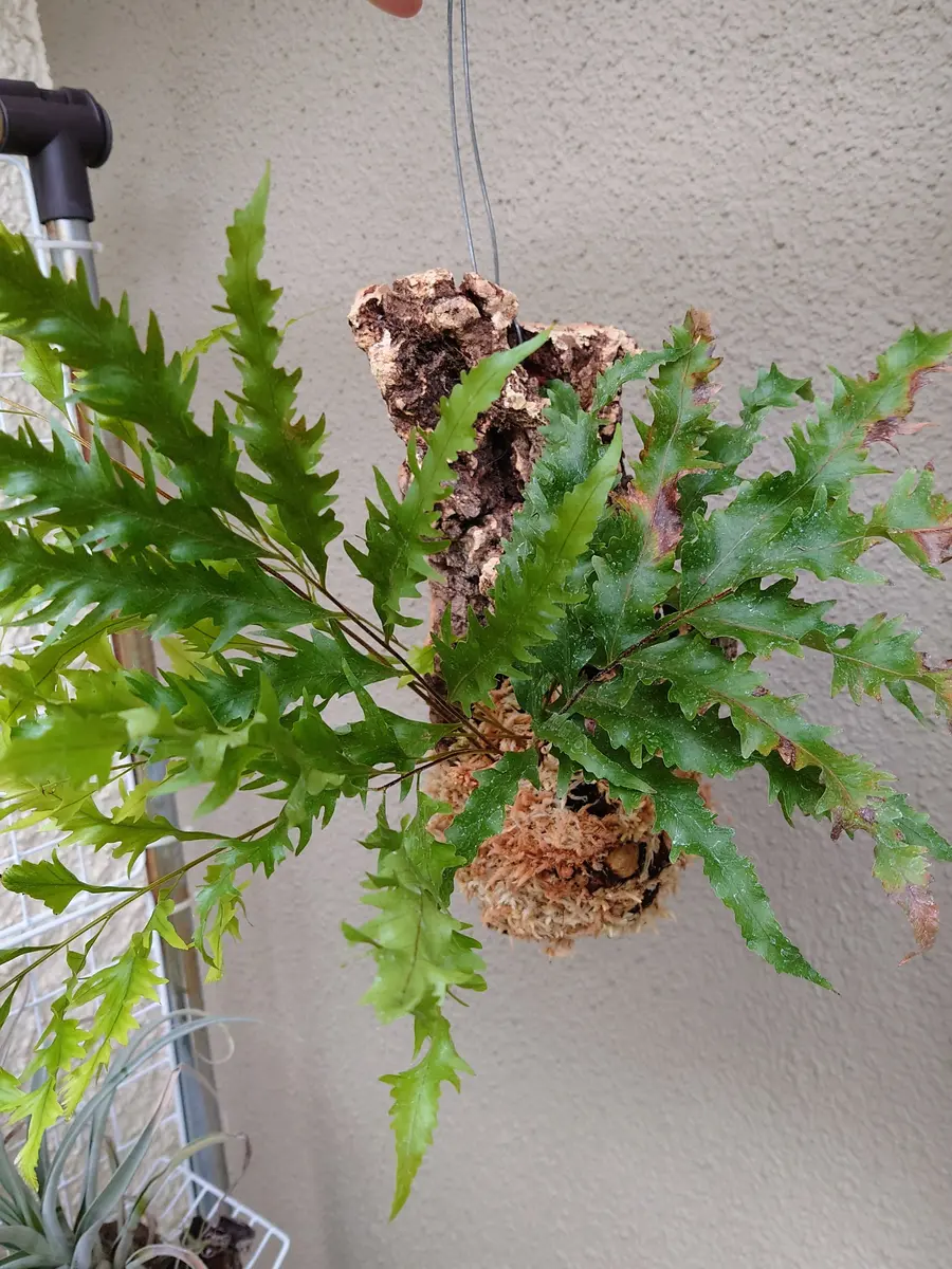 ドリナリア・リギデュラ・ホワイティさ「観葉植物」のアルバム