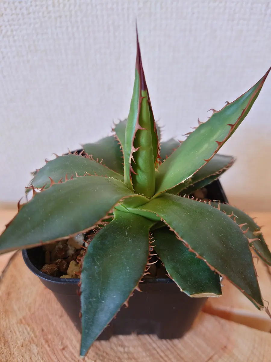 アガベホリダさん。うちにいらして約半...「塊根植物・多肉植物」の 