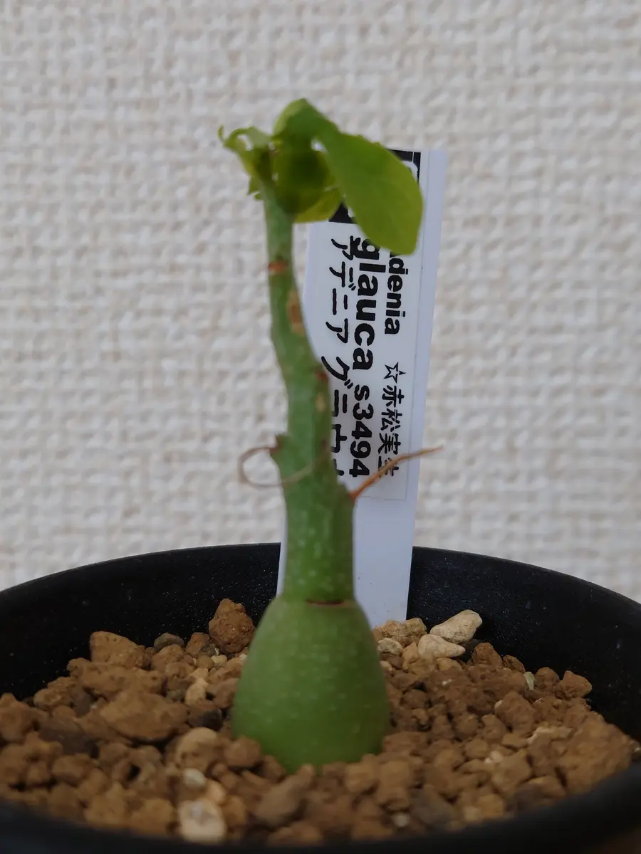 アデニア グラウカ 塊根植物 可愛い名札付き 植え替え済み アデニア グラウカ 塊根植物 可愛い名札付き 植え替え済み アデニア