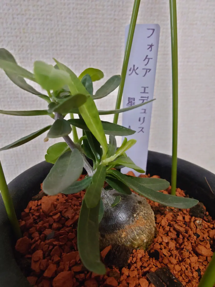 ホームセンターから火星人（フォッケア「塊根植物・多肉植物」の