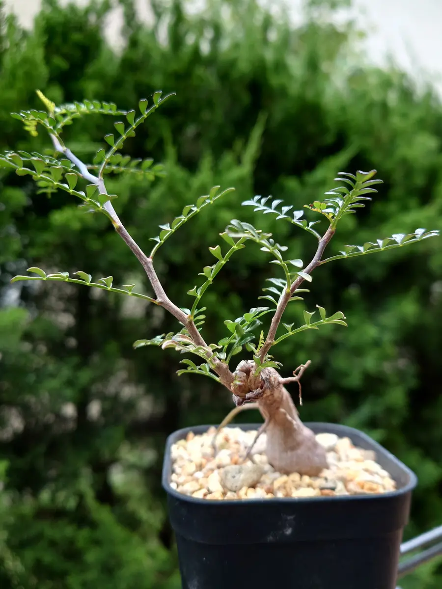 塊根植物 新芽あり パキプス オペルクリカリア・パキプスさん、新芽「塊根植物・多肉植物