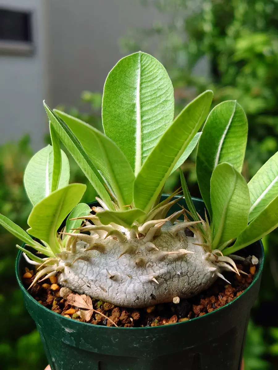 パキポディウム・マカイエンセ Pachypodium makayense