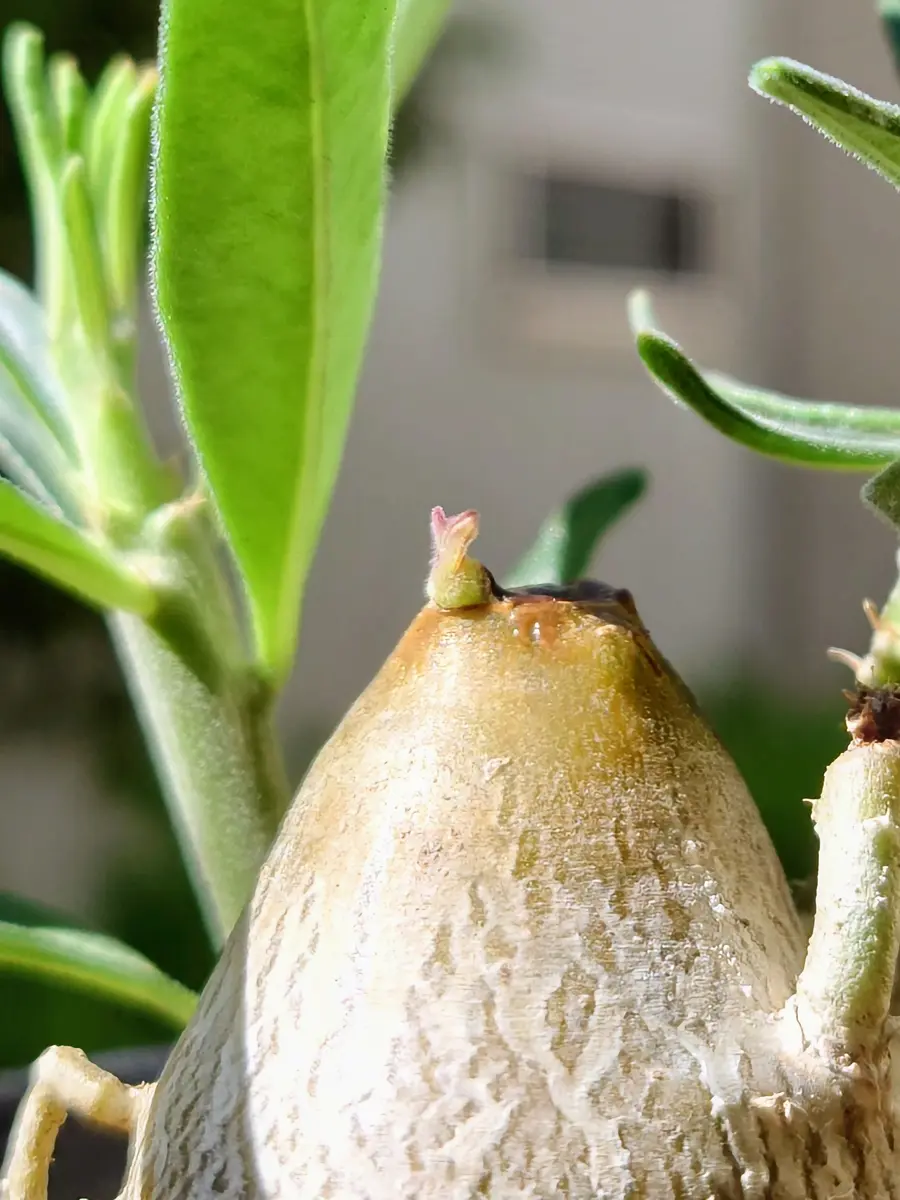 塊根植物 パキポディウムビスピノーサム パキポディウムビスピノーサム良型現地球 発根株(鉢付き)