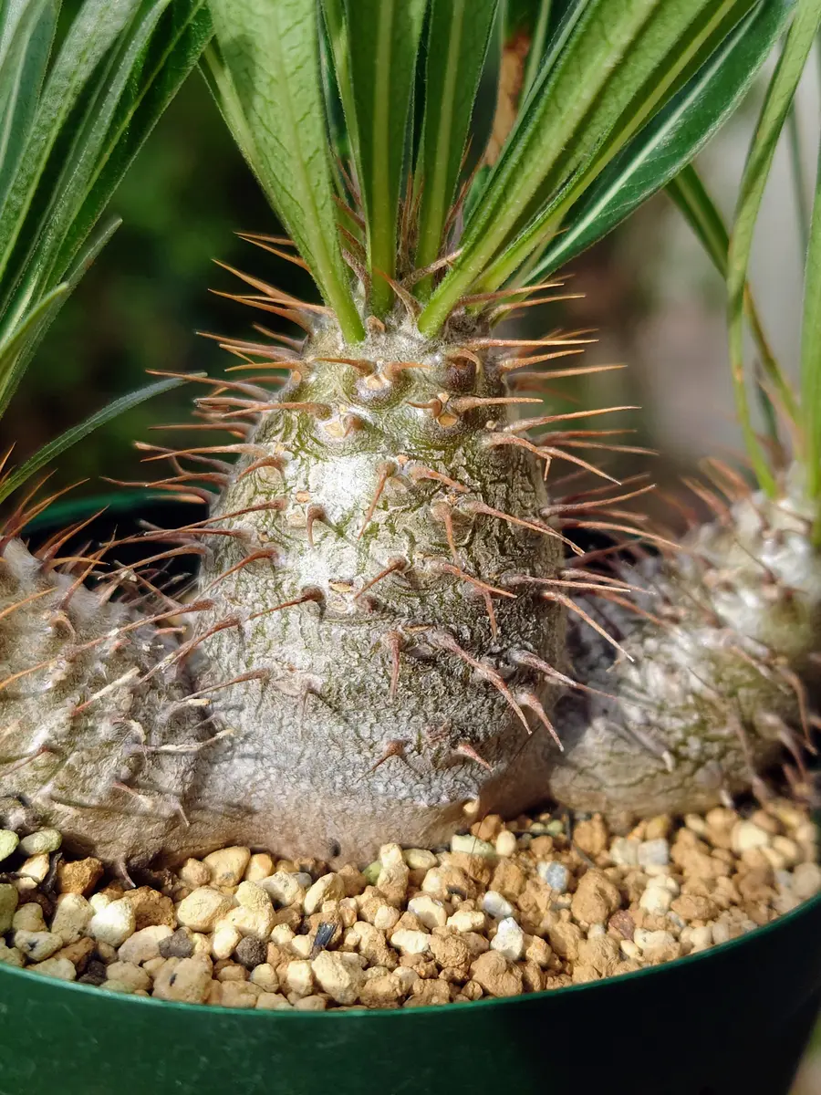 多様な パキポディウム・グラキリスさん、お太「塊根植物・多肉植物 その他