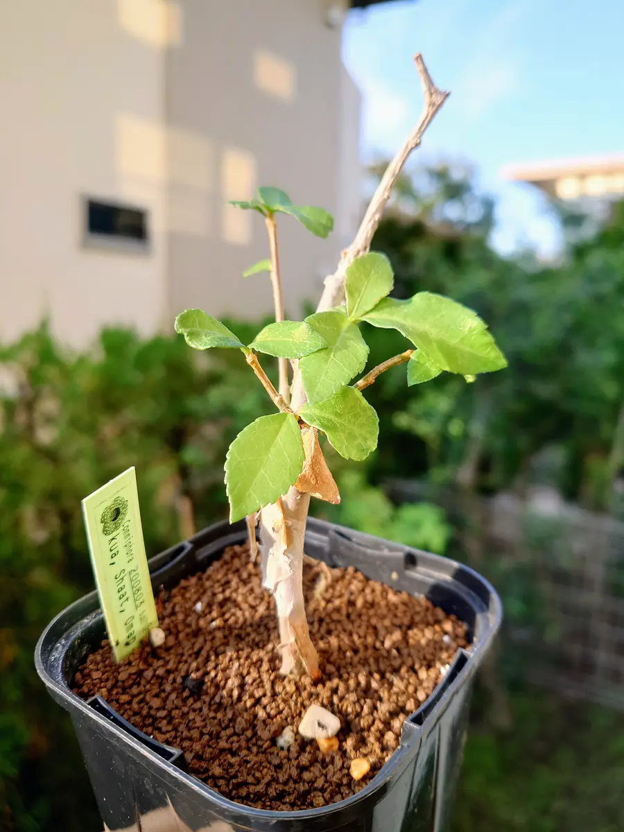 コミフォラ・クアさん、旺盛に生長中！「塊根植物・多肉植物」の