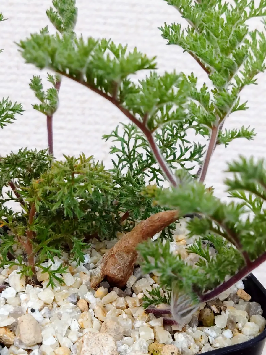 多肉植物と塊根植物│PlantHunt（プラントハント） – Plant Hunt