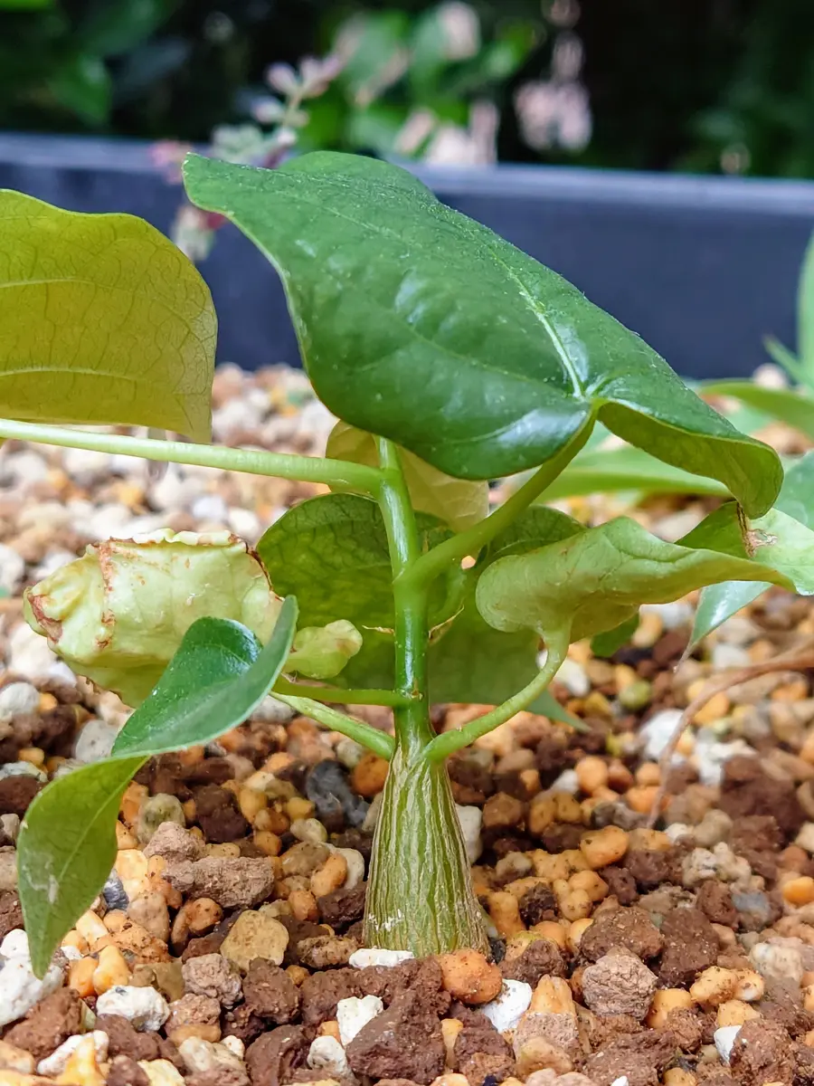 実生プセウドボンバックス・エリプティ「塊根植物・多肉植物 実生プセウドボンバックス・エリプティ「塊根植物・多肉植物