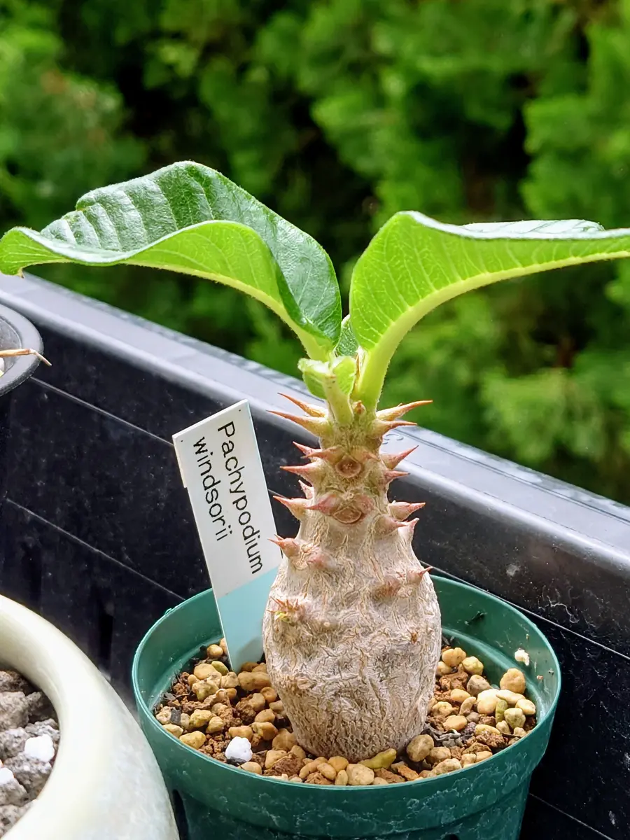 人気実生苗！　ウィンゾリー パキポディウム 多肉植物　塊根植物 植物】 【ランダム配送】 パキポディウム ウィンゾリー 実生株