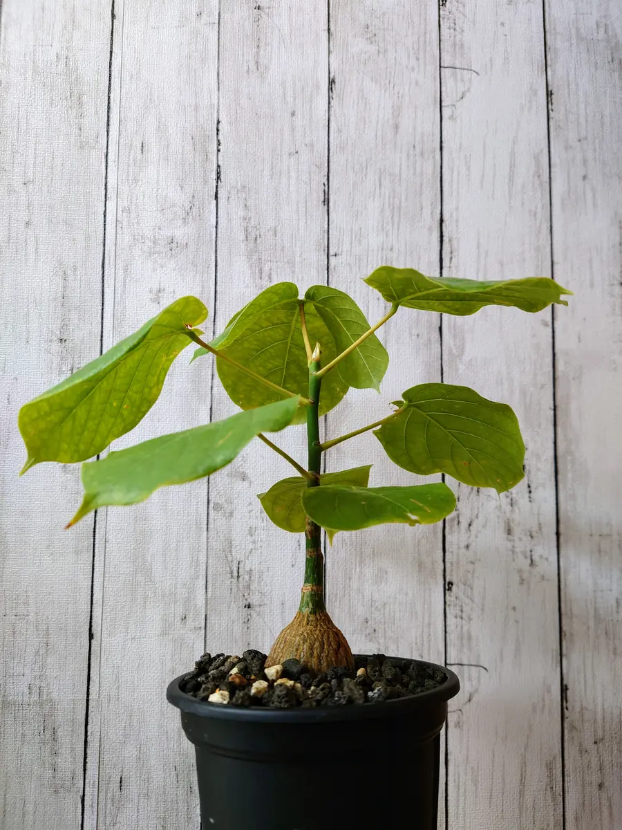 播種から約8カ月経った、実生のプセウド「塊根植物・多肉植物」の